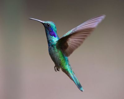thuat-toan-google-hummingbird-bird