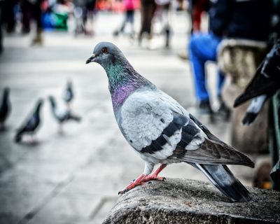 thuat-toan-google-pigeon